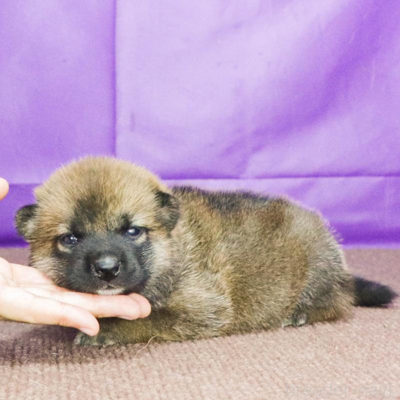 販売中の愛知県の柴犬-408844の2枚目